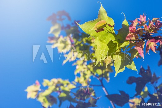 Picture of background nature Natural maple leaves background